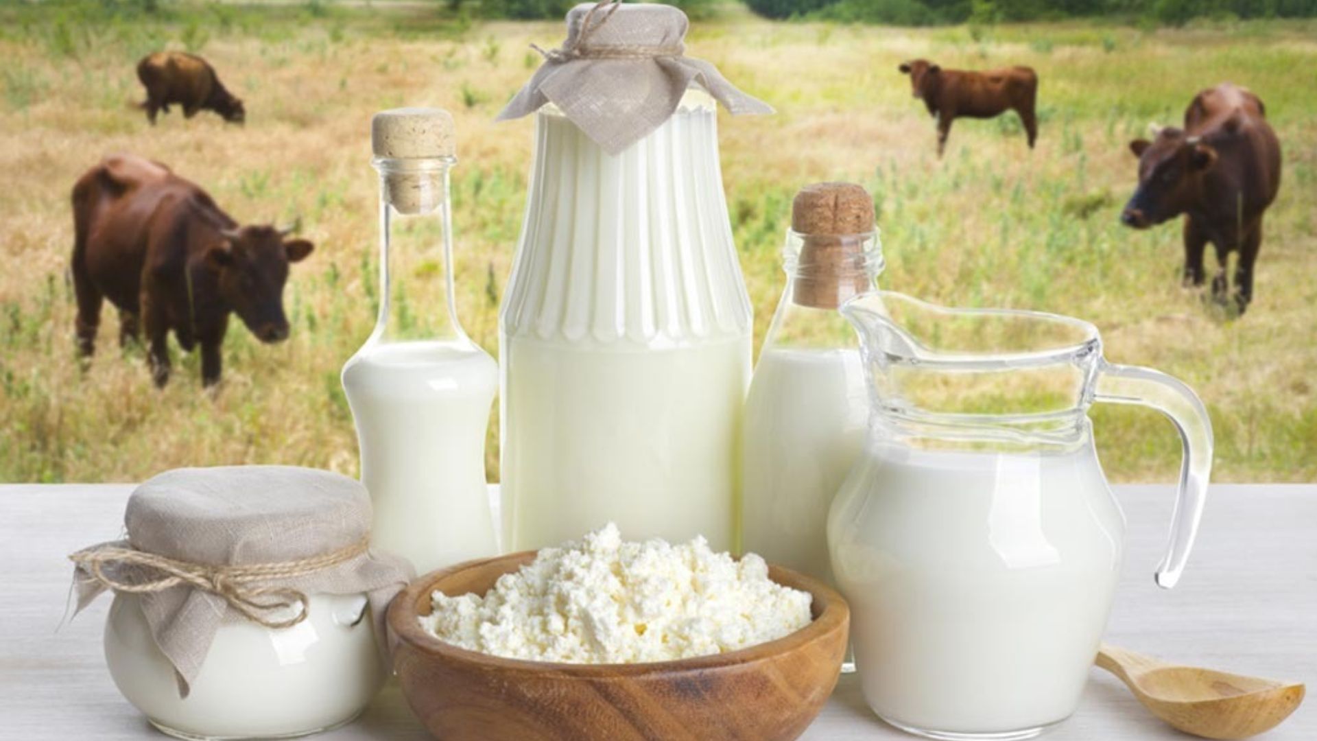  ఆవు పాలు మంచివా, గేదె పాలు మంచివా..