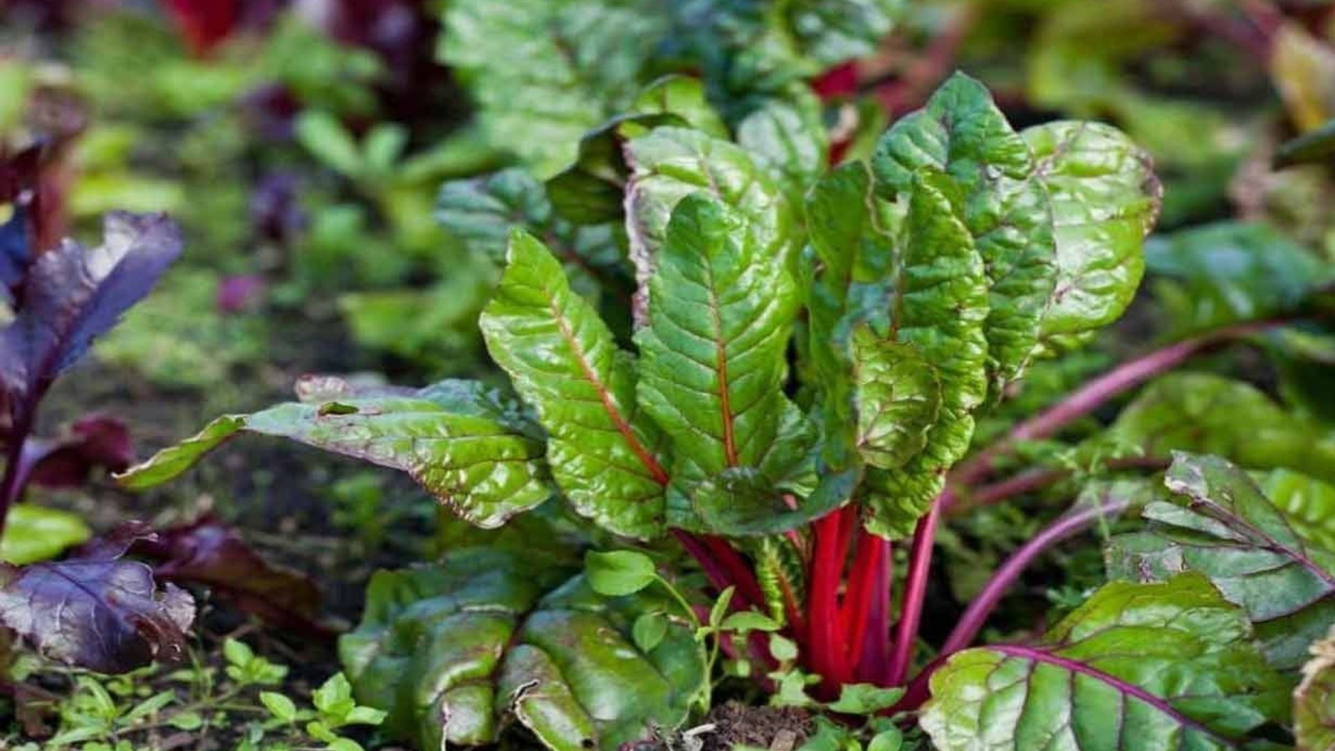 బీట్‌రూట్‌ ఆకులు తింటే ఇన్ని లాభాలా..? 